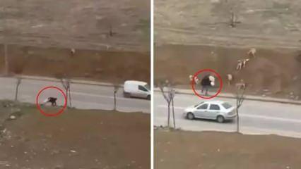 Yürekleri ağza getiren görüntüler! Aynı yer 2 farklı saldırı: Hesabını kim verecek! 