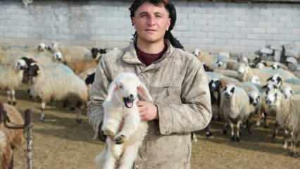 Annesinin reddettiği engelli kuzuya evde bebek gibi bakılıyor