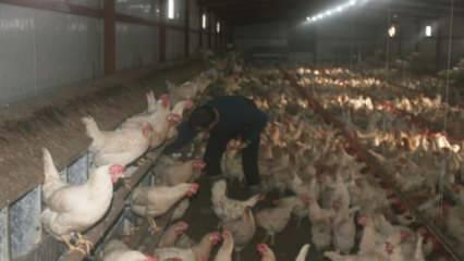 Bahçesinde hobi olarak başladı, şimdi 3 bin adet tavuğu var