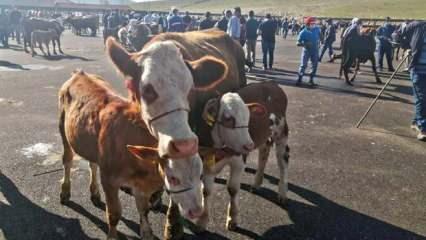 Bayburt'ta şap karantinası son buldu 