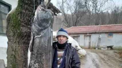 Boyu 2.5 metre, ağırlığı ise tam 69 kilogram! 70&rsquo;lik balık&ccedil;ı yakaladı