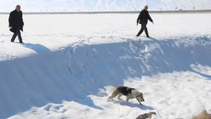 Eslem'in &ouml;l&uuml;m&uuml; sonrası b&ouml;lgedeki sokak k&ouml;pekleri toplanıyor 