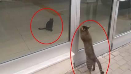 Kedinin postanede mahsur kediyi görüp kapıyı tırmaladığı anlar