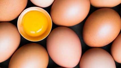 Yumurta sarısının tonu besin değerini ele veriyor! Yumurta sarısı rengi ve yem ilişkisi