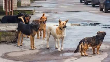 Afyonkarahisar Valisi Yiğitbaşı'dan sokak köpekleri hakkında yeni talimatlar