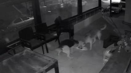 Başıboş köpek dehşeti! Ağızlarına aldıkları kediyi dakikalarca ısırdılar 