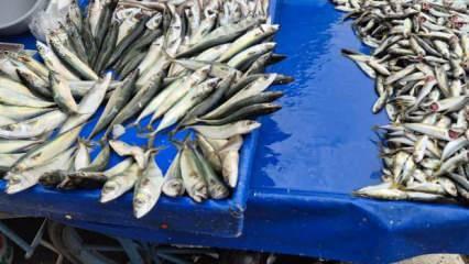 Tekirdağ'da uskumru, istavrit ve mezgidin kilosu 100 liradan satılıyor