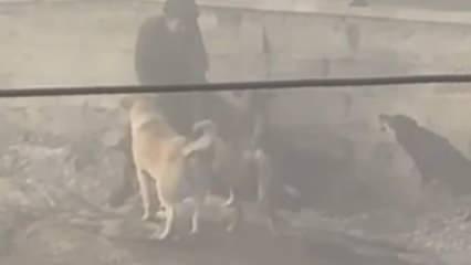 Yer: Ankara! Başıboş köpekler, hamile kadına saldırdı