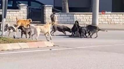 Başıboş köpek sürüsü birbirlerine saldırdı! Halk korku içinde o anları izledi
