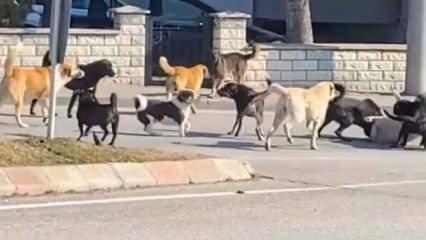 Edirne'de korkutan manzara: Köpek sürüsü birbirine girdi! Vatandaş tedirgin 