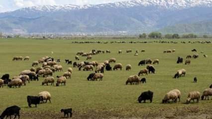 Hayvancılığa Destek Projesi kırmızı et üretimini artıracak