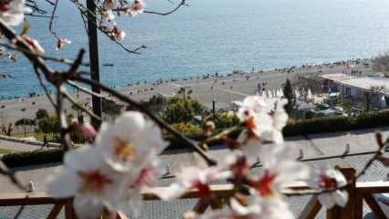 Antalya'da ağaçlar çiçek açtı
