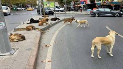 Bakanlık valiliklere yazı gönderdi: Sahipsiz köpek başına 71 bin TL!