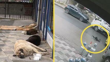 Başıboş köpekten kaçan küçük çocuğa İETT otobüsü çarptı! Görüntüler İstanbul'dan