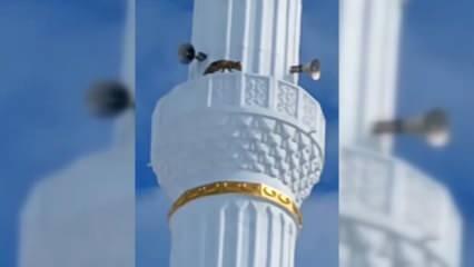 Camide tüm kenti hayrete düşüren olay! Minarede tilki şaşkınlığı