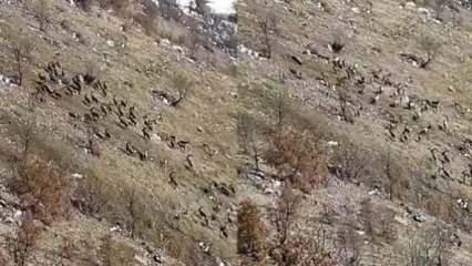 Elazığ'da sürü halinde görüldü: Bu hayvanı avlayanın ocağı sönüyor 