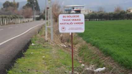 Hatay'da kuş vebası alarmı! 338 kanatlı hayvan itlaf edildi