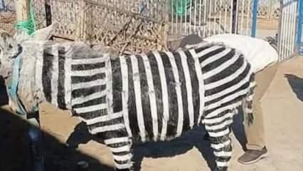 Eşeği boyayıp zebra diye sergilediler