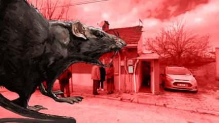 Korkunç olay! 67 yaşındaki kayıp adamı fareler yedi!