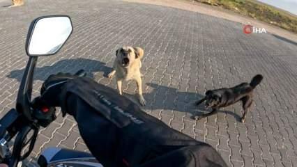 Motorcunun zor anları! Başıboş köpek terörü son sürat devam ediyor...