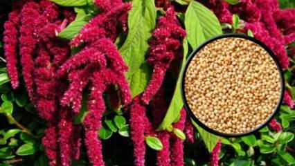 Amaranth bitkisi nedir? Ne işe yarar? Faydaları nelerdir?