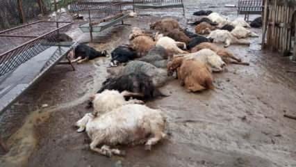 Aynı dehşeti bir ayda iki kez yaşadı! K&ouml;pekler hayvanlarını telef etti! 