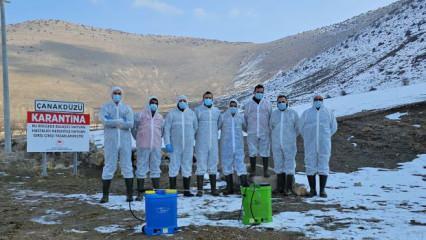 Bitlis'te 'şap' paniği! Bölge karantinaya alındı 