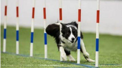 Dünyanın en zeki çoban köpek cinsi Border Collie, çeviklik yarışmasını yerle bir etti
