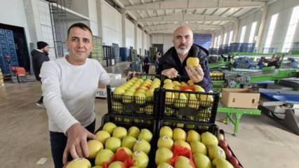 Elma fiyatını maliyetler yükseltiyor!