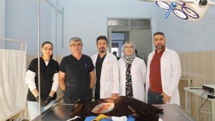 Iğdır'da dünyaya gelen 5 ayaklı kuzu bıçak altına yattı! 