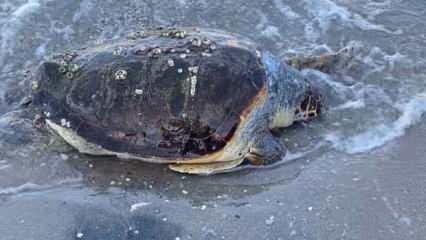 Bodrum sahilinde ölü caretta caretta bulundu