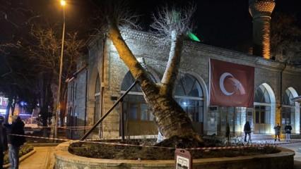 550 yıllık çınar tarihi caminin üzerine devrildi