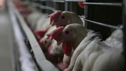 ABD, kuş gribiyle mücadele için 1 milyar dolara kadar yatırım yapacak