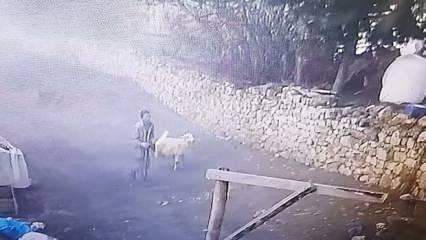 Aylarca hayvanlara işkence yapmış: Böyle komşu düşman başına bile değil! 