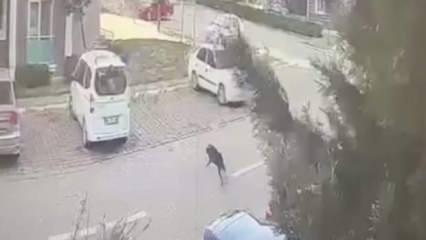 Başıboş köpek saldırmıştı: İmam, Silivri Belediyesi ve İBB'den tazminat kazandı