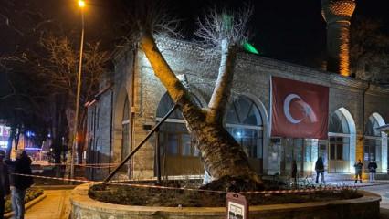 İnegöl'deki 550 yıllık çınar devrildi: 600 yıllık  tarihi İshakpaşa Camii zarar gördü 