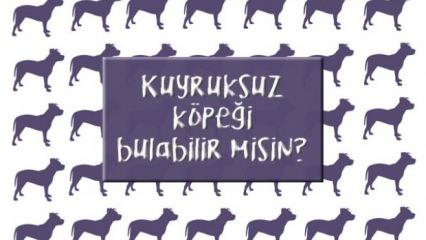 Kuyruksuz köpeği bul: Zeka ve gözlem yeteneğinizi sınayın!