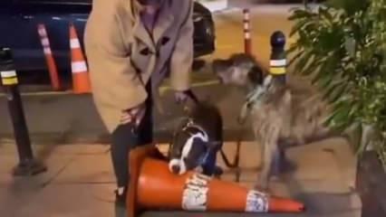 Ağızlıksız pitbull bu sefer de dubaya saldırdı