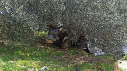 Aydın'da ağaca çarpan pikabın sürücüsü öldü