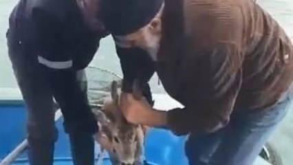 Balık yerine karaca çektiler! Az kalsın başıboş köpeklerin kurbanı oluyordu