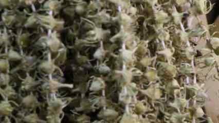 Fiyatı gram altını ge&ccedil;ti: Kilosu 3 bin 500 TL'den satılıyor