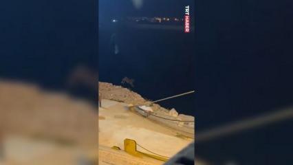 Gemiden kaçıp limanı birbirine katan angus denize atlayıp kayıplara karıştı
