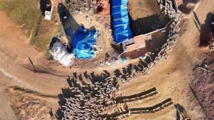 İzleyenler hayran kaldı! Süt kuzuları yüzlerce koyun arasından kendi annelerini buldu!