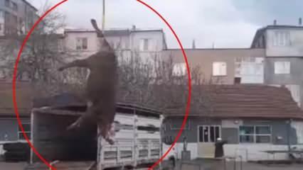 Kesecekleri boğayı ayağından bağlayıp vinçle götürdüler