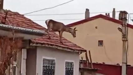 Kızıl geyik, köpekten korktuğu için çıktığı çatıdan düşerek öldü