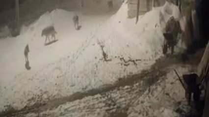 Yer: Ardahan! Kurt sürüsünün köpek avı kamerada 
