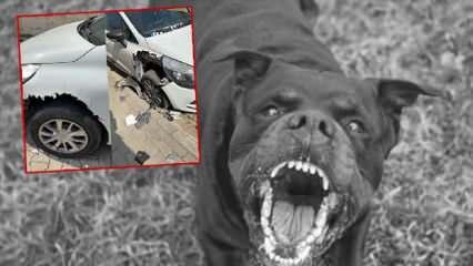 Başıboş köpekler otomobile saldırdı: Yüzbinlerce liralık hasar!