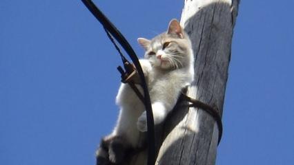 İki gündür aç susuz! Direkte mahsur kalan kedi kurtarıldı