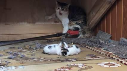 Kedi vaaz kürsüsünün altına yavruladı, ekipler güvenli alana aldı