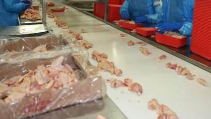 Tavuk eti üretimi ocakta yıllık bazda yüzde 14,9 arttı